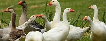 lal ordək balaları: Erkək, Damazlıq, Ödənişli çatdırılma — 2