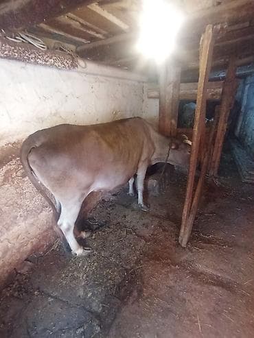 Inəklər, öküzlər: Dişi, il: 4, 400 kq, Ətlik, Damazlıq — 1