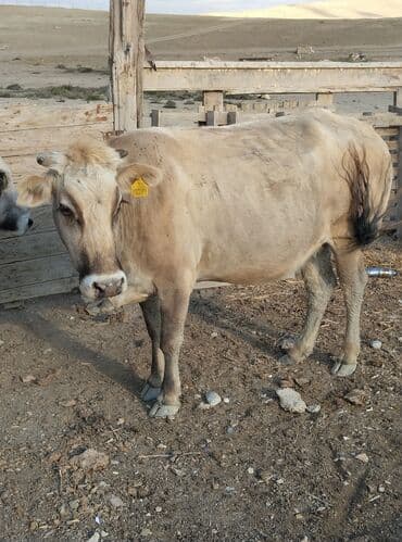 heyvan bazari inekler: Satılır: mal-qara (dana/inek-buzovlar) Təsvir: - Şəkillərdə fərqli — 4
