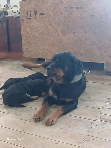 toy pudel satilir: Rotveyler, Peyvəndli — 10