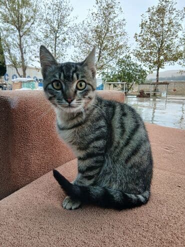 oğlan pişik adları: Tabbi, Erkək, Yaxşı əllərə — 2