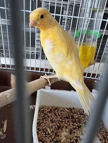 et dukani: 1 ay yarımlığ gözəl bülbül sütılr erkəy dişiliyin bilmirəm ama erkəyə — 2