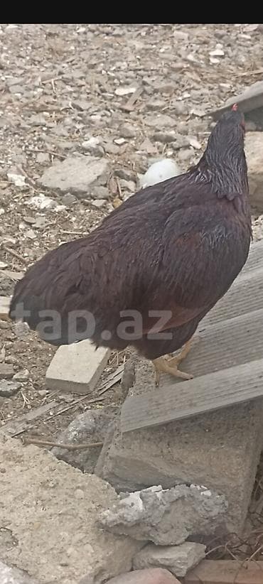 Tam sağlam heyvanlardi təmiz qan red islanddir tünd qırmızı rəngdir 1 lalafo.az -da Tam sağlam heyvanlardi təmiz qan red islanddir tünd qırmızı rəngdir 1