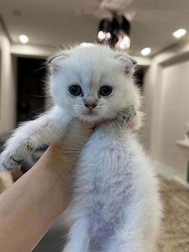 Şotland qıvrımqulaq (Scottish Fold) balaları - Cins: Scottish Fold