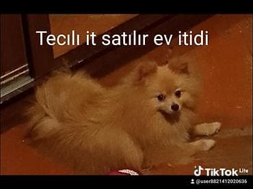 labrador it: Şpitz — 1