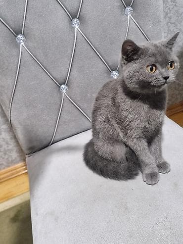 heyvan alqi satqisi: Britan, Dişi, Yaxşı əllərə, Ünvandan götürmə — 1