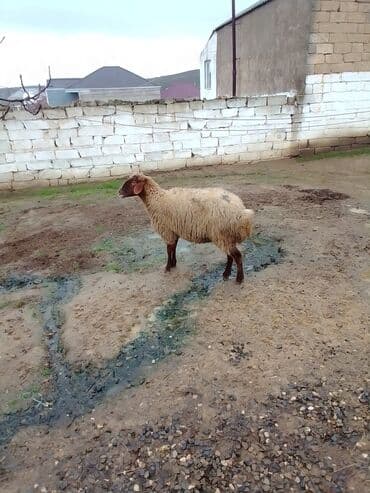 ana bala qoyun: Qoyun satılır boğaz di isteyen olsa yazsın video sun atım baxın real — 5