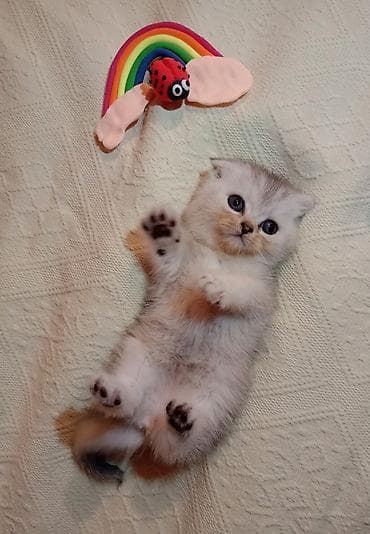 Digər heyvanlar: Şotland — 3