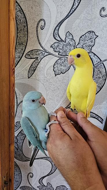sarı quş: Məhsul: Ajireliya balaları satılır biri erkəy biri dişidir ayağında — 1