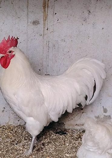 eşey satışı: Toyuq, Damazlıq — 7