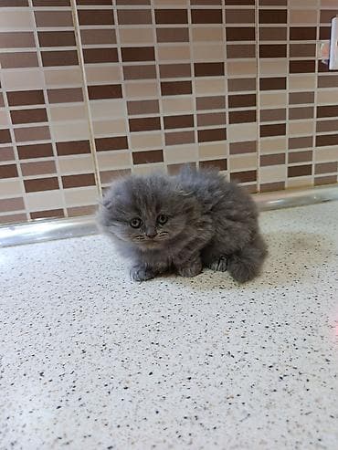 tap az ev heyvanlari: Şotland, Dişi, Yaxşı əllərə, Ödənişli çatdırılma — 1