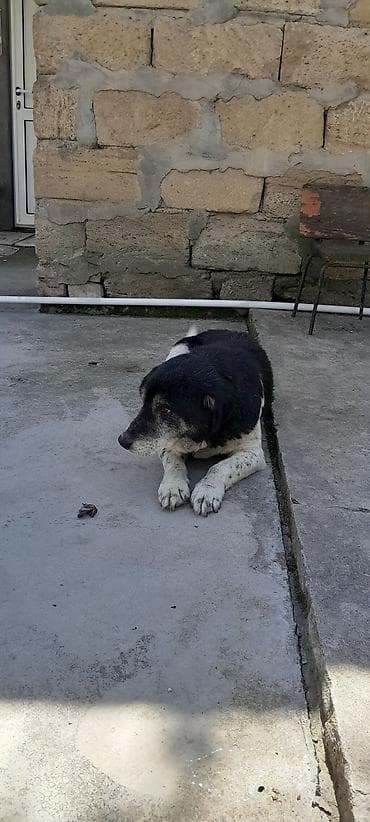 heyvan sahibləndirmə: 5 il, Erkek, Ünvandan götürmə — 1