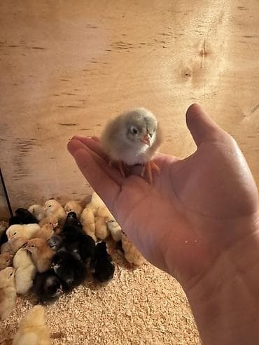 akula sekilleri: Toyuq cücələri, Damazlıq — 3