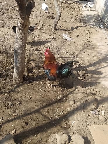 Hinduşkalar: Xoruz, il: 1, Ünvandan götürmə — 3