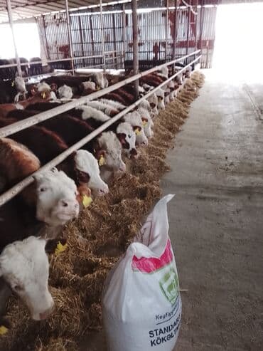 simental inekler azerbaycanda: Satılır — 6