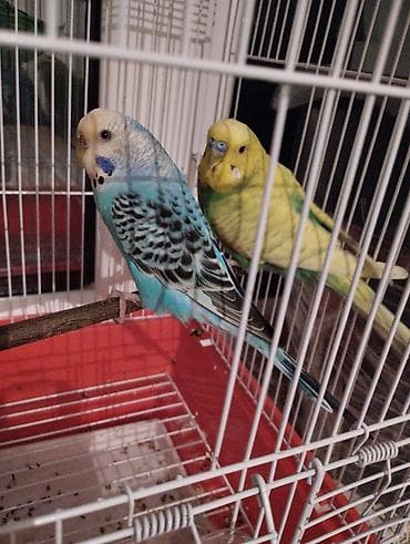 hazır yuva: Paşa Ve Mavişle kim Hazır Bala veren cüt deyişir Tam sağlam Ve Hazır — 3