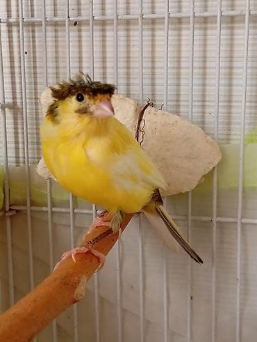 korella tutuqusu haqqında: Bülbül 3_4 ayliq dişidir təkdi başqasi yoxdu Qəfəslə birlikdə 70 manat — 3
