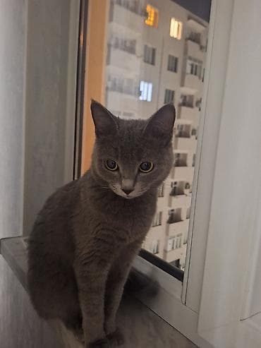 Digər heyvanlar: Britan, Dişi — 2