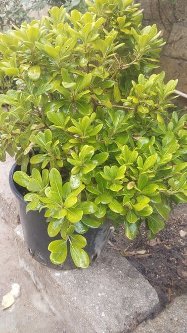 evkalipt bitkisi: 2 ədəd bitosfera. Həmişə yaşıldır. Həyətə çox gözəl görünüş verir — 2