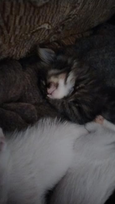 pişik alıram: Türk anqora, Erkək, Dişi, Yaxşı əllərə, Pulsuz çatdırılma — 8