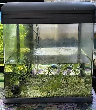 Akvarium normal vəziyyətdədir. istifadə olunmadığı üçün satılır. boş