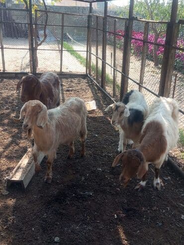 chow chow qiymetleri: Salam temiz 4 baş keçiler satilir hamsi disidir hamsida ki boğazdir — 2