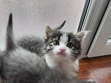 sahibləndirmə: Yaxşı əllərə — 5