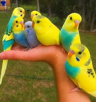 SUPER PAPUQAY DƏSTİ 🦜cemi 45 azn ✨ Hamısı bir yerdə – ideal başlanğıc