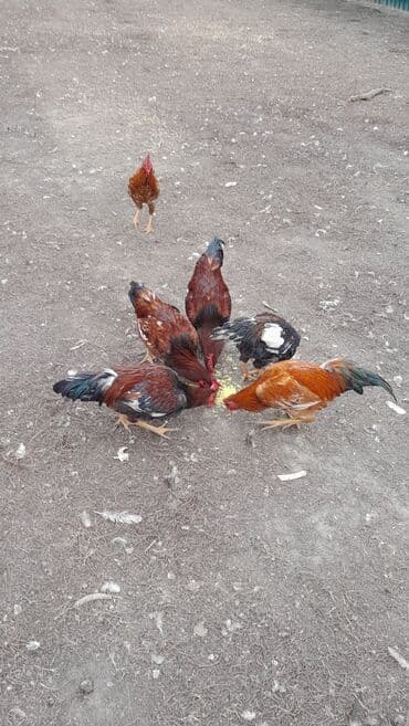 Inəklər, öküzlər: 25 AZN--kənd çolpaları 9 aylıqdılar çəkiləri 2 kq və1.80 kq Təsvir — 6