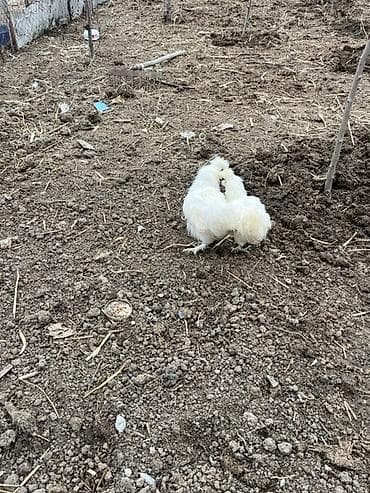 quş satisi: Toyuq, Damazlıq — 1