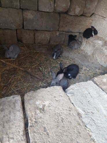 qurdbasar balaları: Satılır: dovşan balaları - Rənglər: qara, boz, ağ-qara və açıq — 5