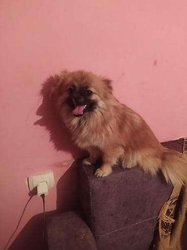 itlə: Pekines, 7 ay, Dişi, Peyvəndli, Ünvandan götürmə — 1