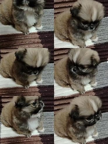 Heyvanlar üçün mallar: Pekines — 1