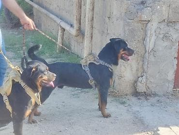 doberman balasi: Rotveyler, 2 il, Erkek, Peyvəndli, Ünvandan götürmə — 4