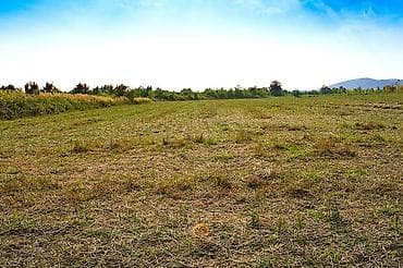 qubada torpag: 237 sot, Kənd təsərrüfatı, Mülkiyyətçi, Kupça (Çıxarış) — 1