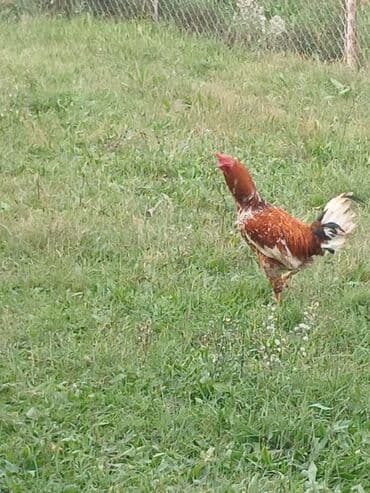 купить домик для кота: Məhsul: Xoruz

Düdəmə Xoruz — 2