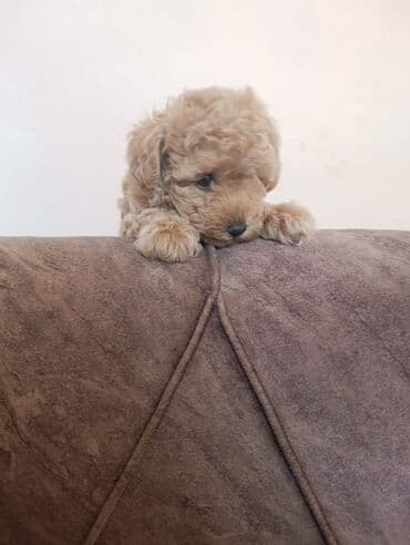 сколько стоит миниатюрный пудель: Пудель, 2 месяца, Самка — 1