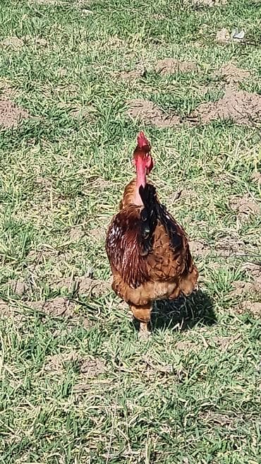 qaz yumurtasi satisi: Xoruz, il: 1 — 4