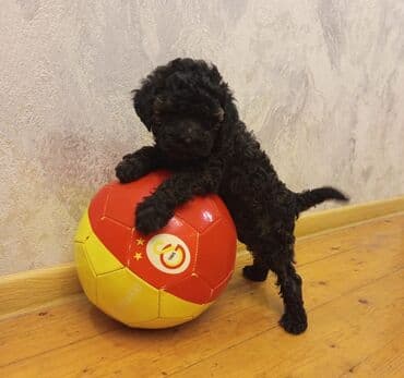 itlər balaca: Pudel, 2 ay, Dişi, Ünvandan götürmə — 6