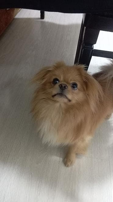 heyvan: Pekines, 1 il, Erkek, Cütləşmə üçün — 1