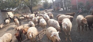 atla eşşəyin cütləşməsi: Qoyun sürüsü satılır - Sürüdə müxtəlif rəngli və tük quruluşlu ana — 2