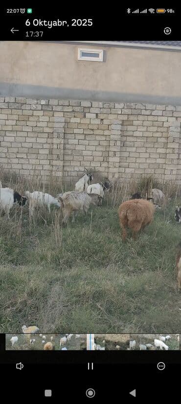 çəpiş əti: Keçi sürüsü - Növ: Qarışıq cinsli keçilər və bir neçə qoyun - Say — 7