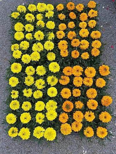 Tagetes (aqızəncir/marigold) bəzək kolları – sarı və narıncı rənglərdə
