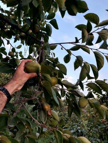 купить дом в азербайджане баку: Для строительства — 5