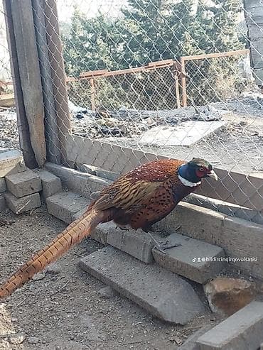 yumurta qiyməti: Məhsul: Qırqovul yumurtaları Təsvir: - Təxminən bıldırcın ölçüsünə — 4