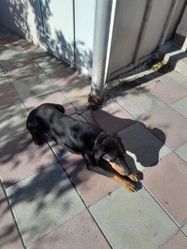3D panellər: Doberman, Erkek — 3