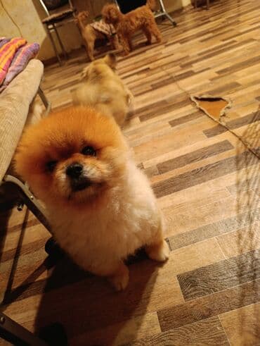 боо цена: Шпиц, 3 месяца, Самец — 6