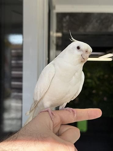 heyvan alqi satqisi: Erkəy Korella Albinos Papuqay Əsl cütə hazır quş 1 yaş Əl quşudu — 4