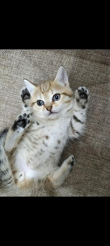 5 ayliq korpe: Britan — 5