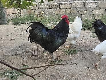toyuqlar xoruzlar: TƏMİZ AVSTRALOP. BARTER BRAMA FƏRƏ YADA CÜCLƏRİY - Növ: kənd toyuğu — 4